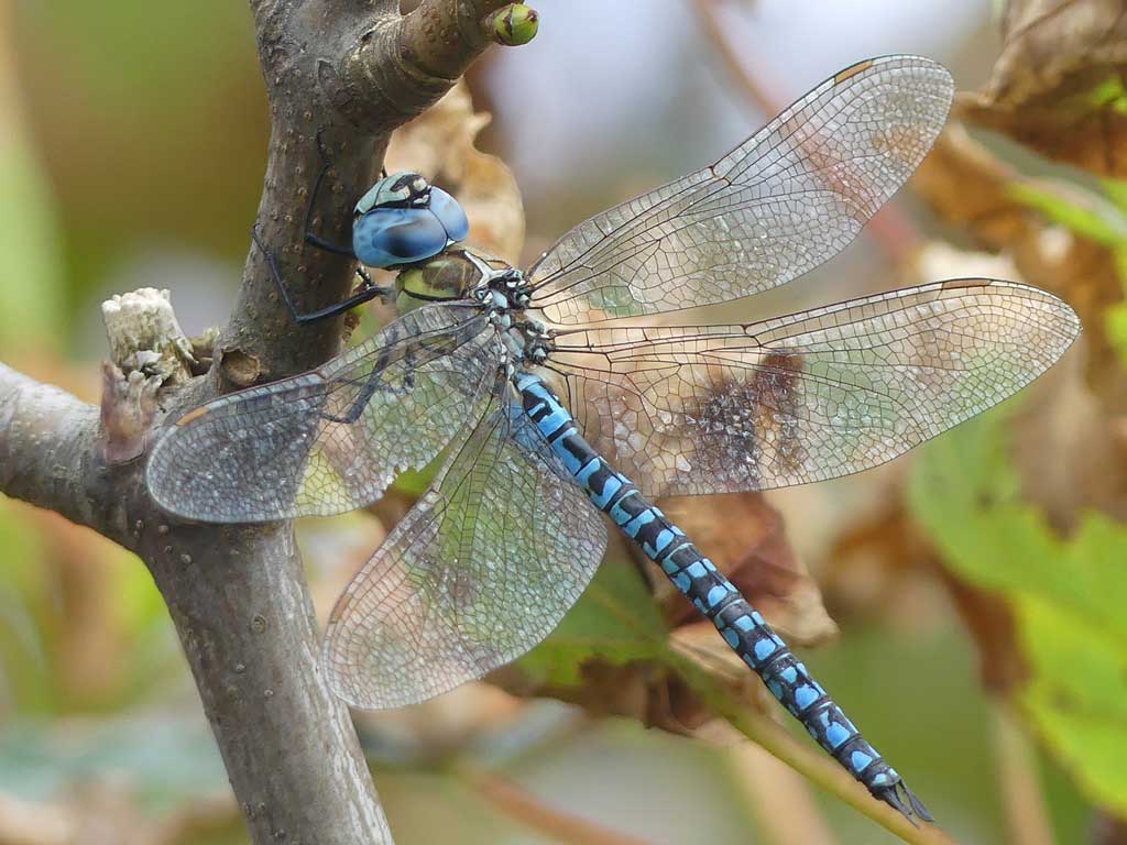 Aeshna_affinis